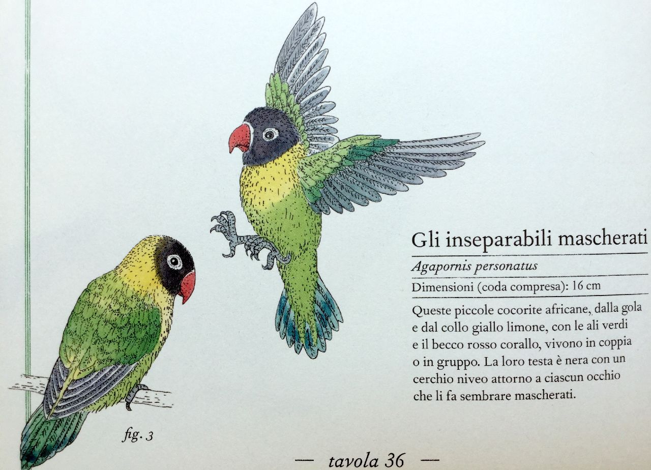 Virginie Aladjidi - Emmanuelle Tchoukriel, Inventario illustrato degli uccelli, L'ippocampo