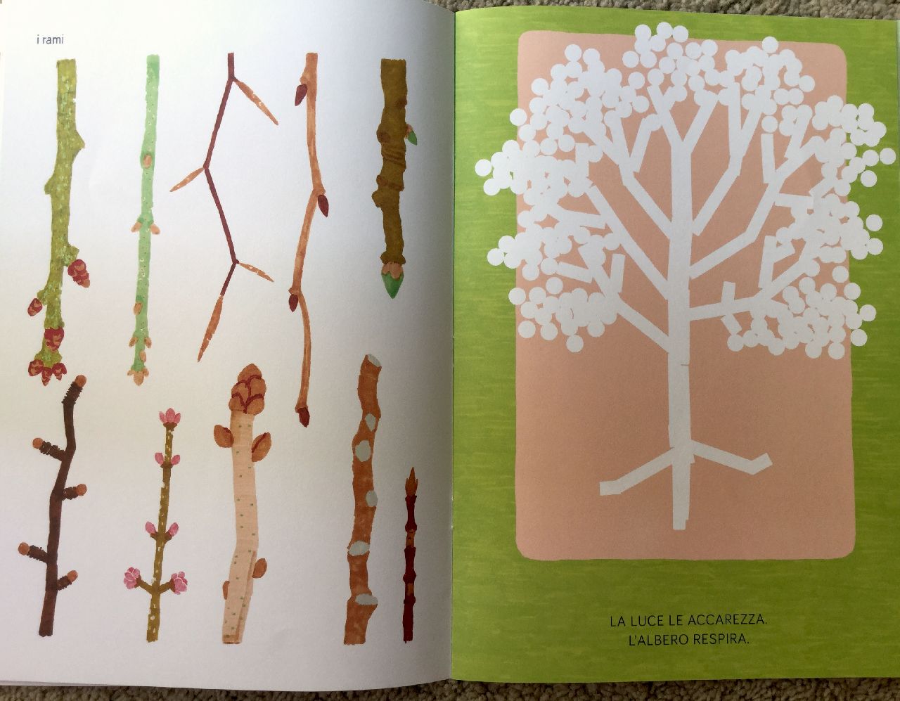 Silvana D'Angelo - Studio Fludd, L'albero. Guida pratica e poetica alla vita arborea, Topipittori