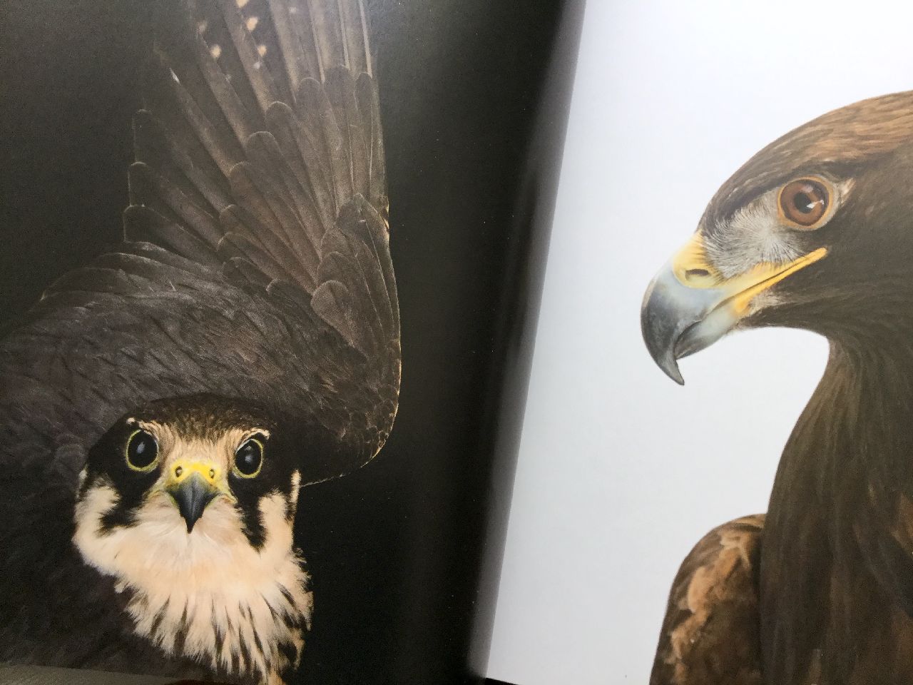 Joel Sartore, Photo Ark Uccelli, White Star