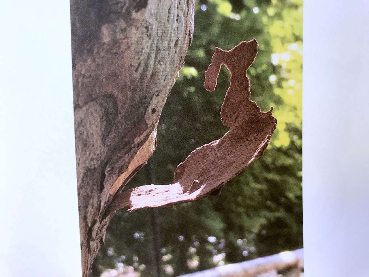 Mauro Bellei, L'albero libera storie, Occhiolino