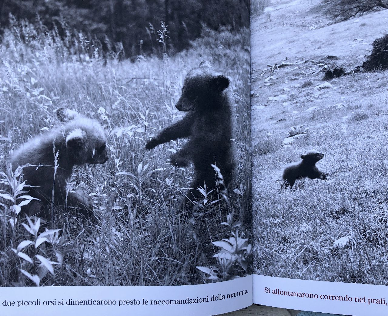 Ylla, Due piccoli orsi, Orecchio acerbo