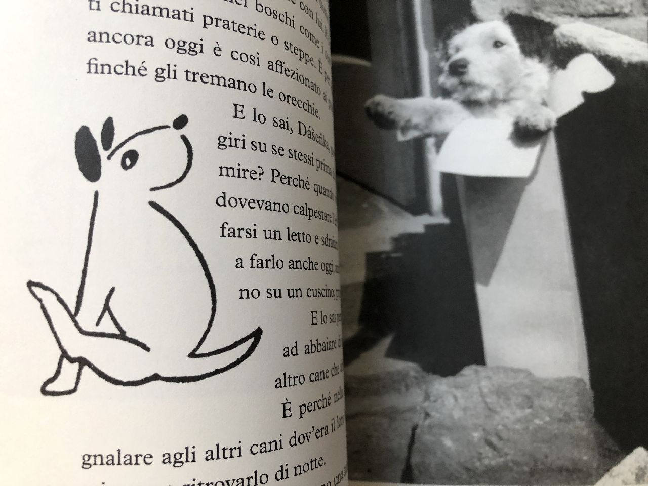 Karel Čapek, Dášenka. Vita di un cucciolo, WoM